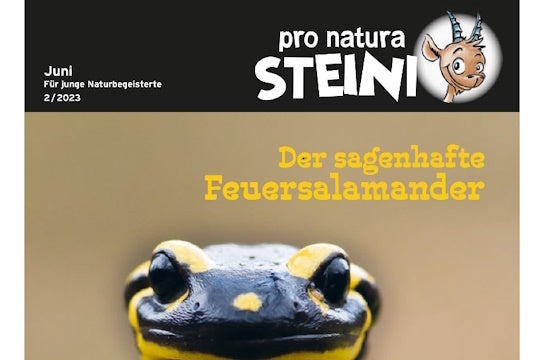 Steinis