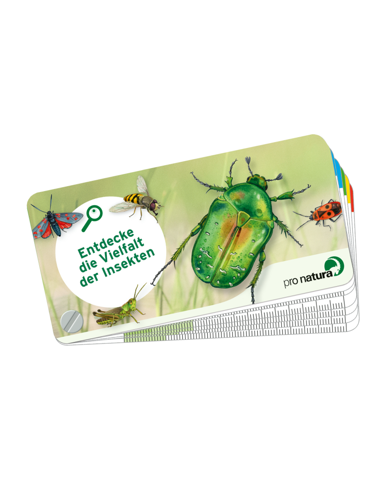 Guide de poche « insectes »