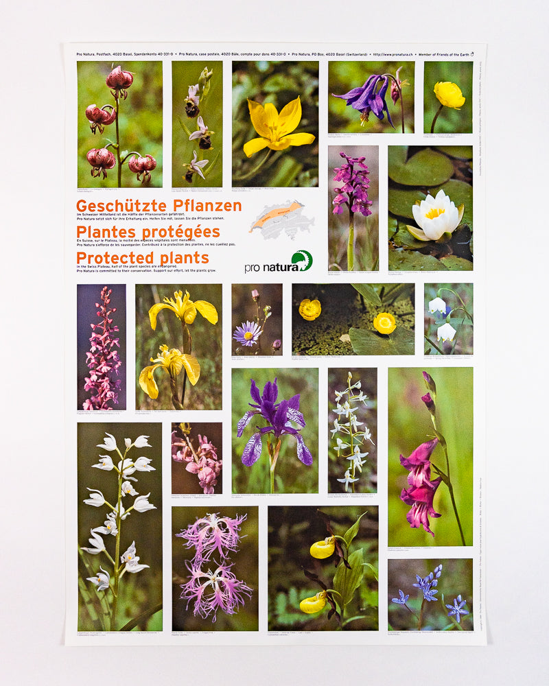 Poster Geschützte Pflanzen Mittelland DE/FR/EN Pro Natura Shop