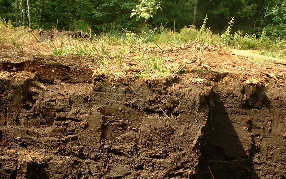 Bodenbiodiversität