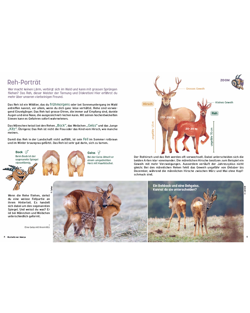 2025/4 Croc’nature: Le chevreuil : oreilles en alerte ! 