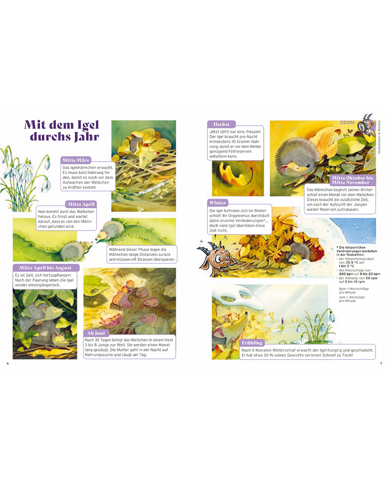 2026/1 Steini: Der Igel: ein schützenswerter Freund