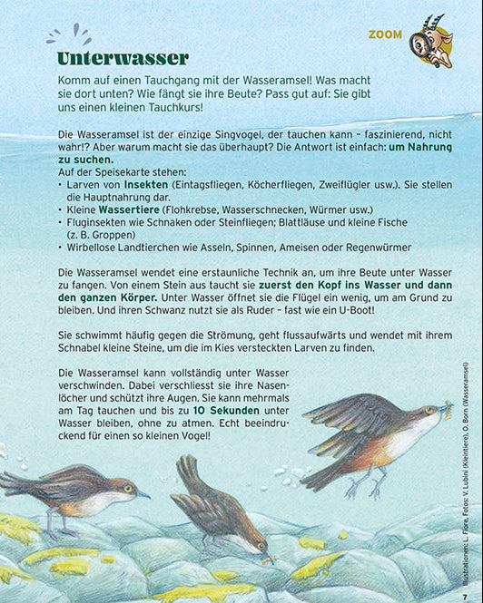 2026/2 Steini: Wasseramsel – Expertin der Fliessgewässer