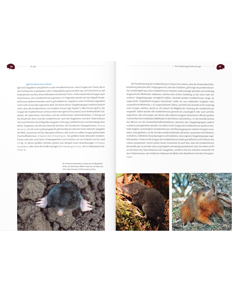 livre: Der Igel - Nachbar und Wildtier