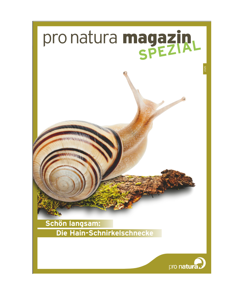 Pro Natura Magazin Spezial Hain-Schnirkelschnecke (2025)