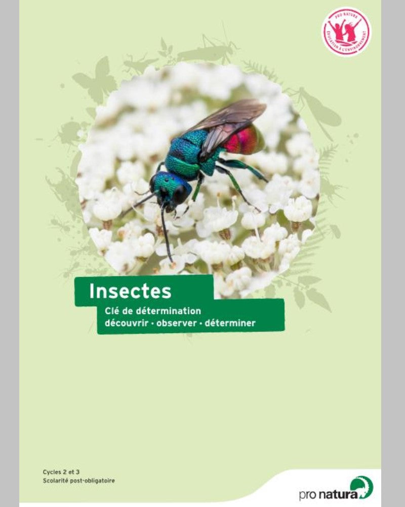 Clé de détermination des insectes (numérique)