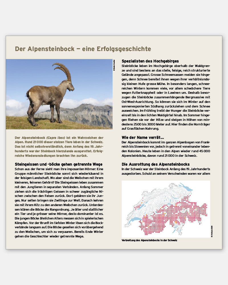 Der Alpensteinbock - eine Erfolgsgeschichte Faltblatt