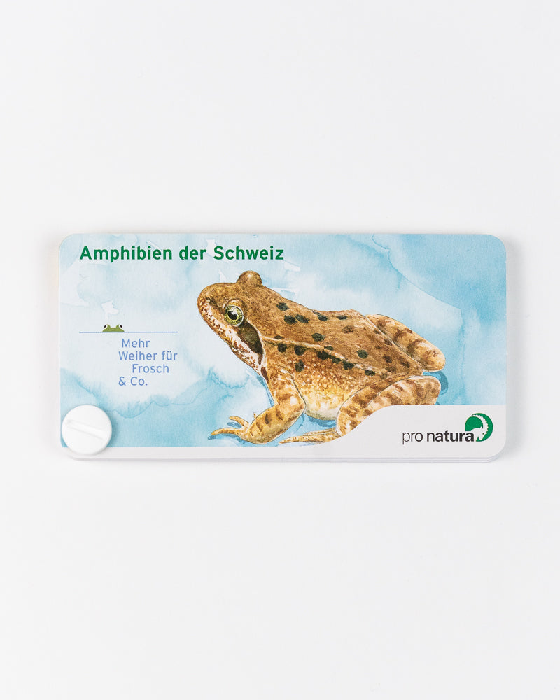 Fächer «Amphibien der Schweiz»