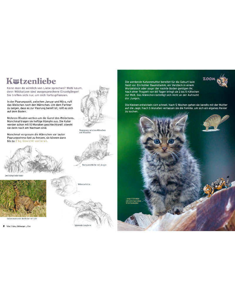 2020/1 Steini: Die Wildkatze - Scheue Waldbewohnerin