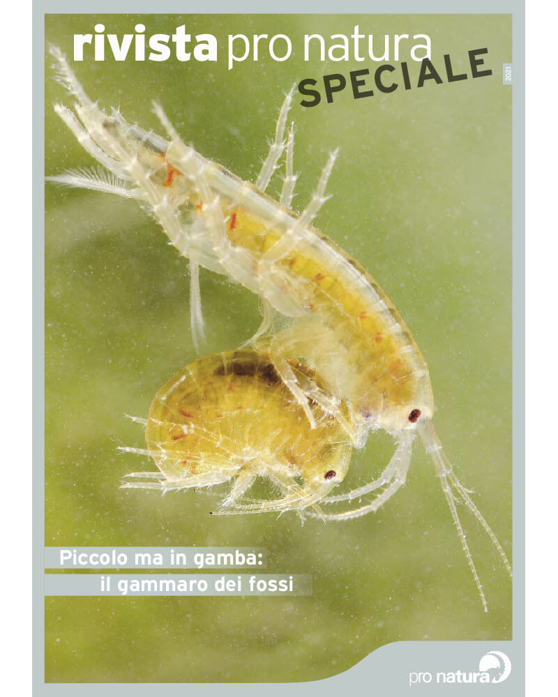 Pro Natura Magazin Spezial Bachflohkrebs (2021)