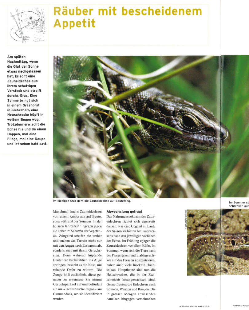 Pro Natura Magazin Spezial Zauneidechse (2005)