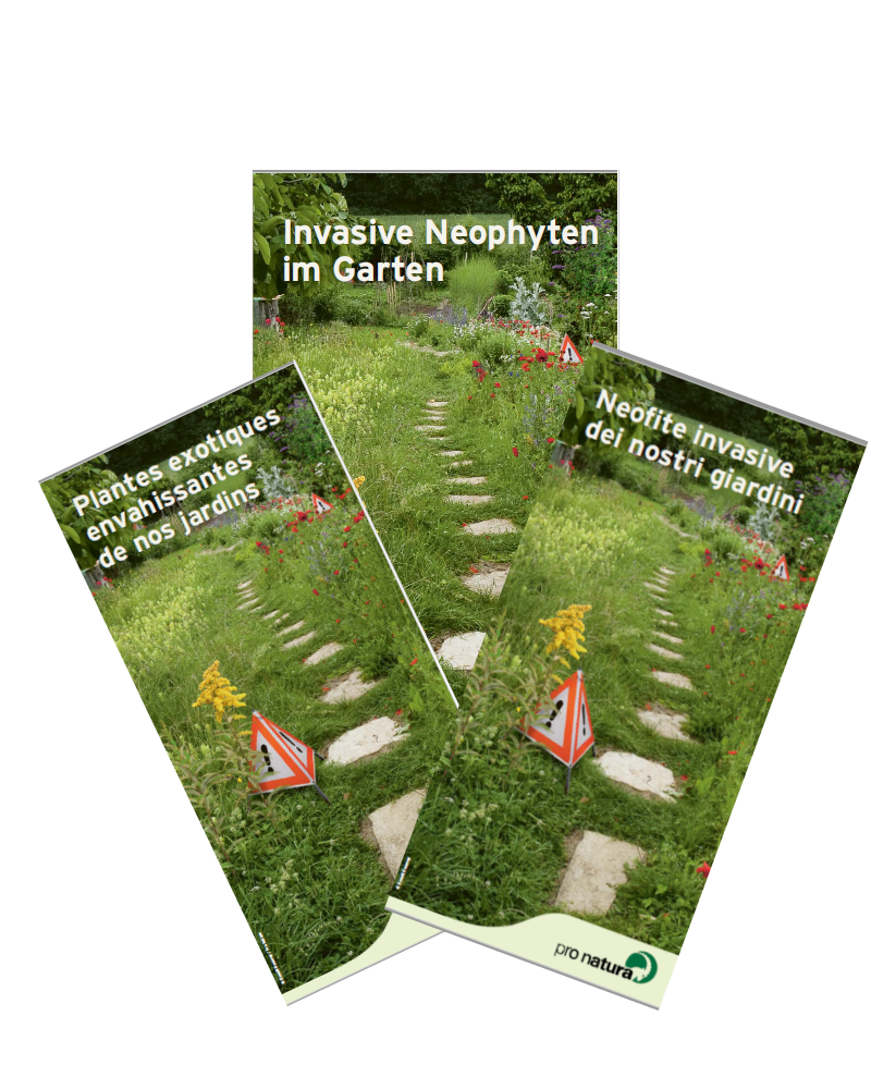 Invasive Neophyten im Garten Faltblatt – Pro Natura Shop