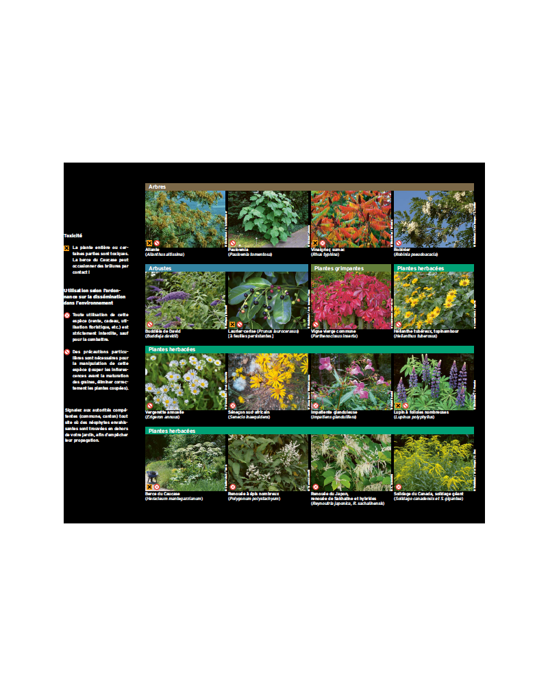Dépliant «Plantes exotiques envahissantes de nos jardins» digital
