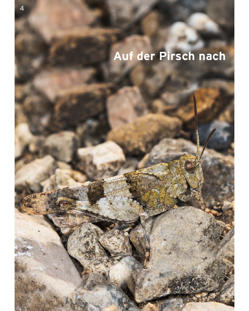 Pro Natura Magazin Spezial Blauflügelige Ödlandschrecke (2023)